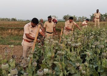 বলাগড়ে অবৈধ পোস্ত চাষের বিরুদ্ধে পুলিশের বড় অভিযান, চর রসুলপুরে কেটে নষ্ট করা হল বিপুল পোস্ত গাছ