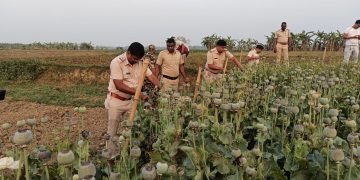 বলাগড়ে অবৈধ পোস্ত চাষের বিরুদ্ধে পুলিশের বড় অভিযান, চর রসুলপুরে কেটে নষ্ট করা হল বিপুল পোস্ত গাছ
